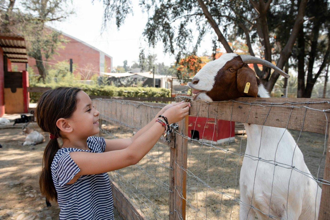 North Fork Farm Summer Camps