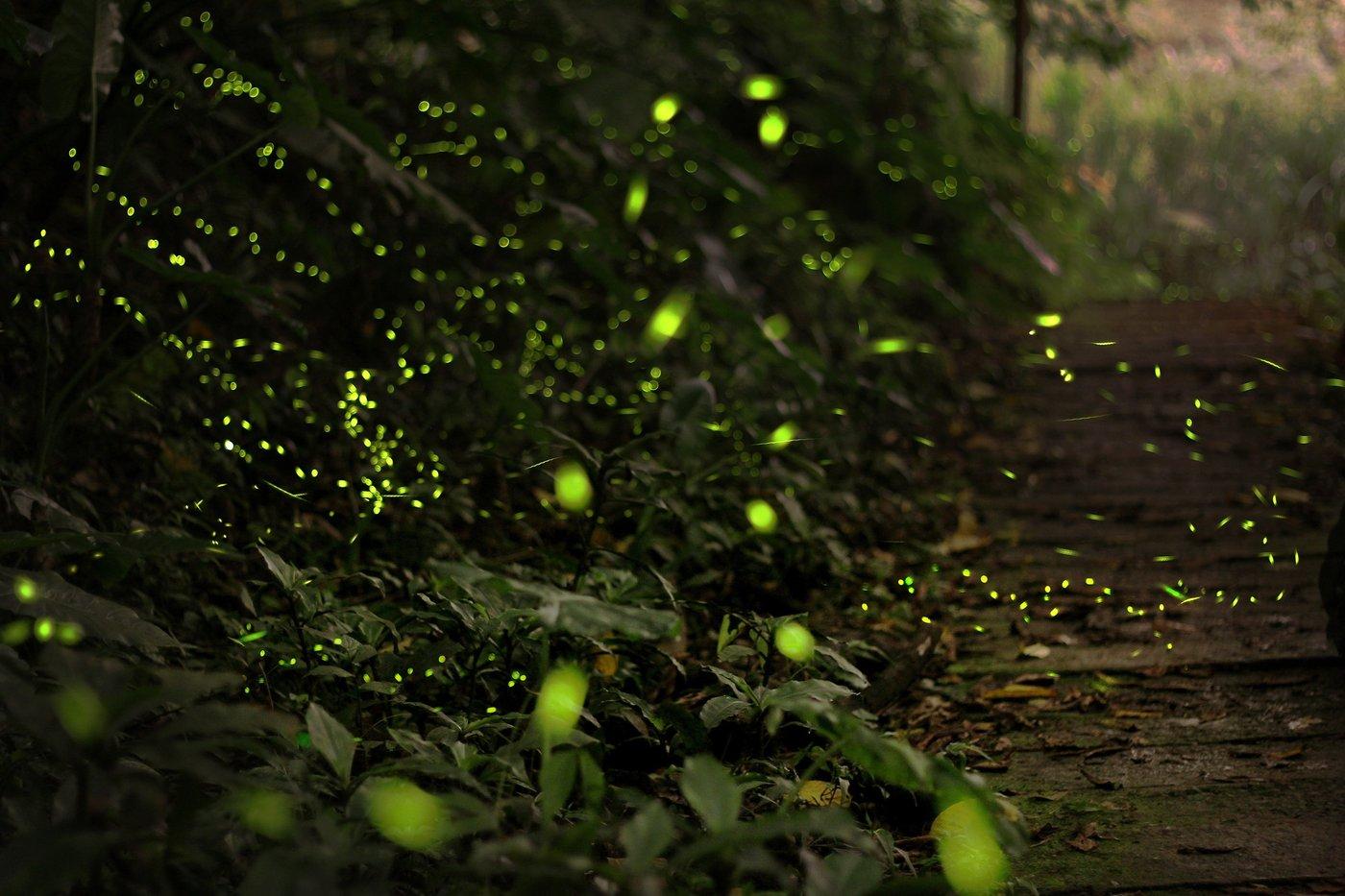 Firefly Festival on the North Fork