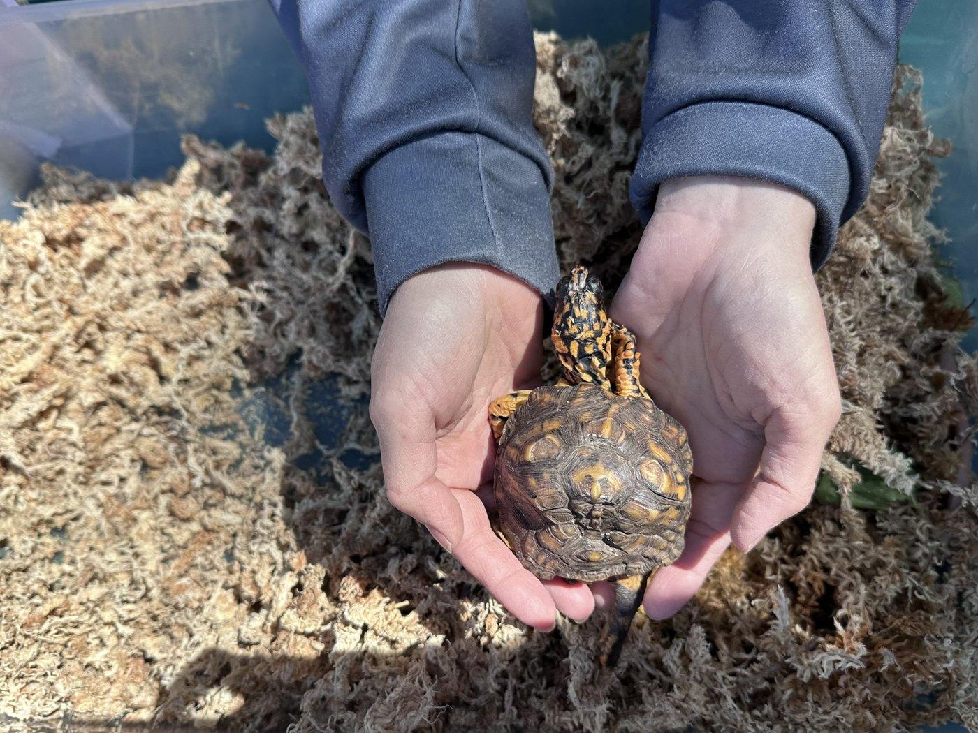 World Turtle Day at Turtle Rescue of the Hamptons