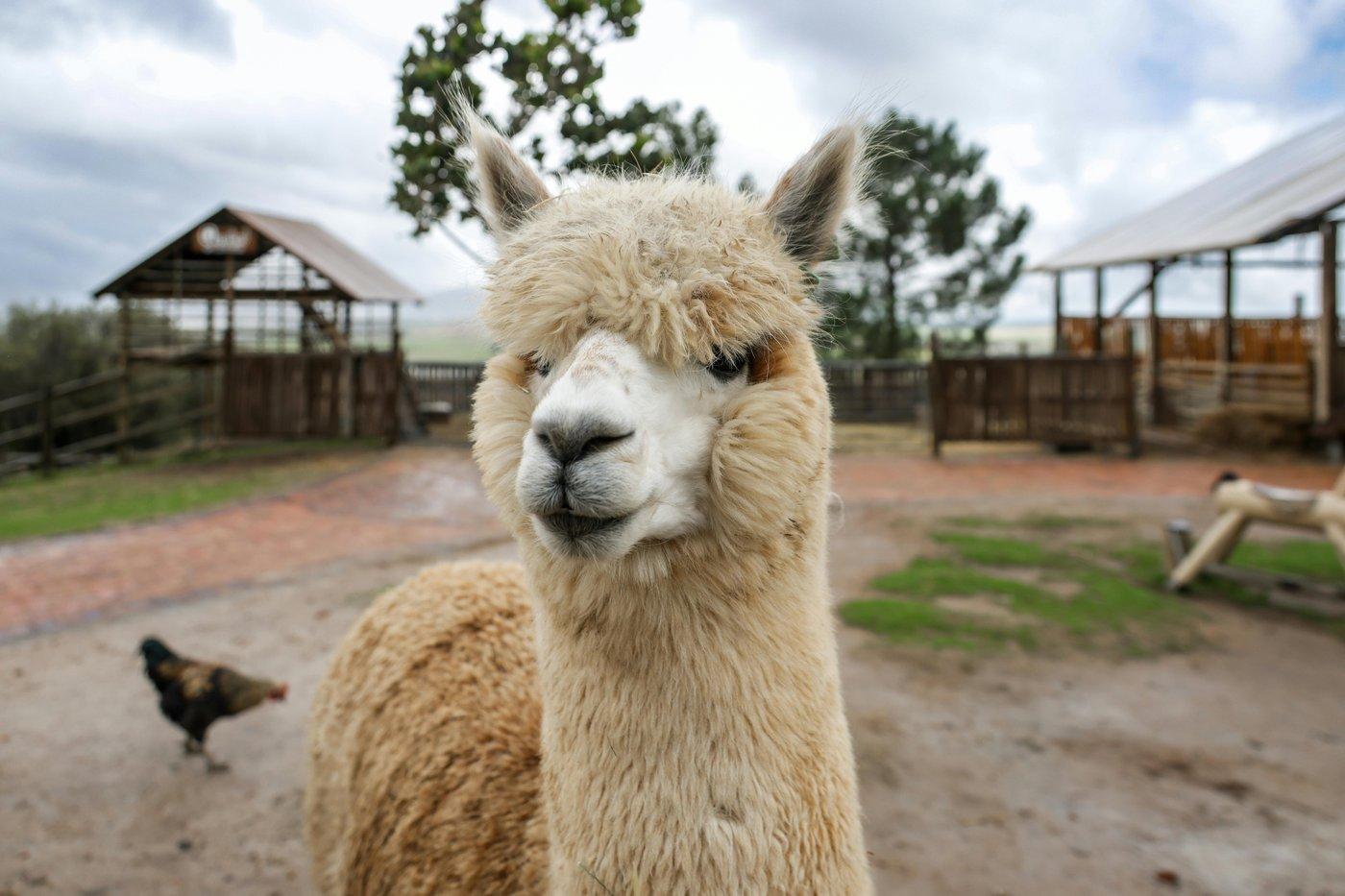 Fleece & Fiber Festival at Hallockville Museum Farm