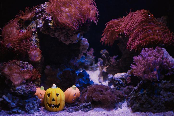 Bats, Barnacles & Broomsticks at Long Island Aquarium