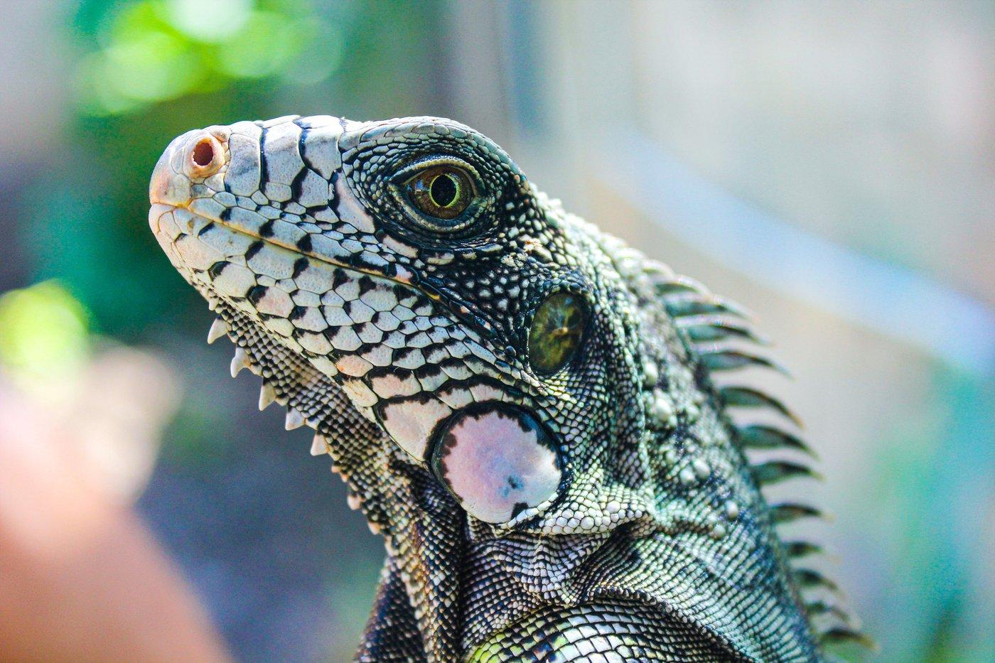 Uncle Tony's Reptiles at Harbes Barnyard Adventure