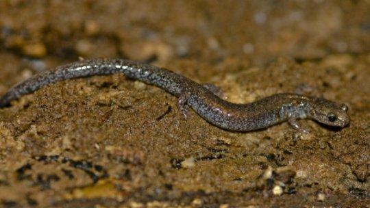 Lead-backed Salamander Search at Sagg Swamp