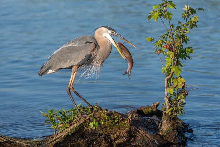 Sunday Morning Birding at Inlet Pond