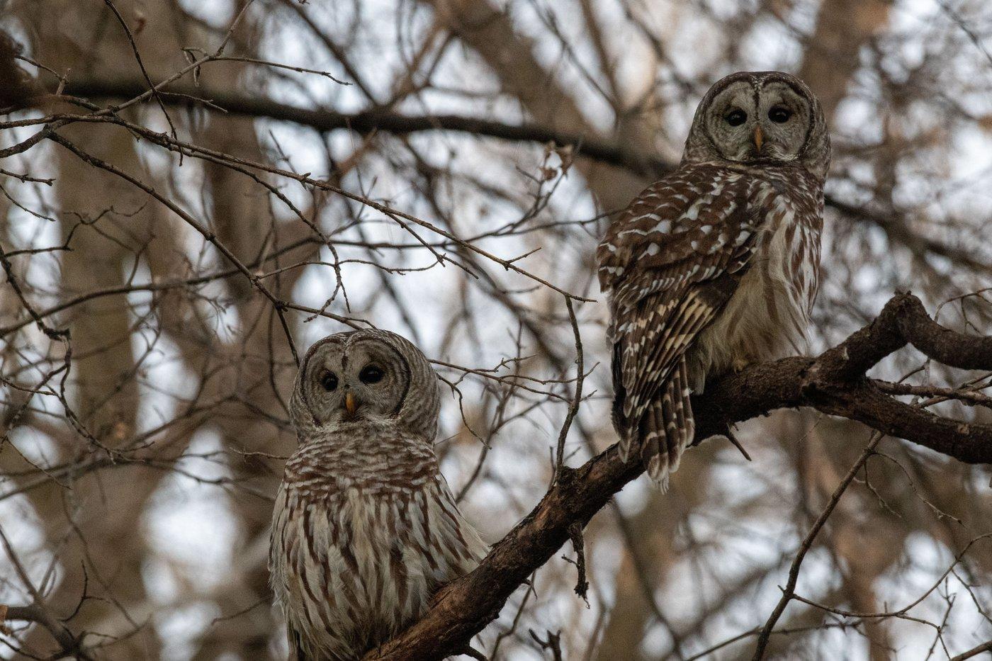 Owl Prowl with North Fork Audubon