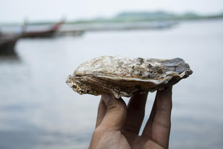 Peeko Oysters Tasting, Talk & Tour