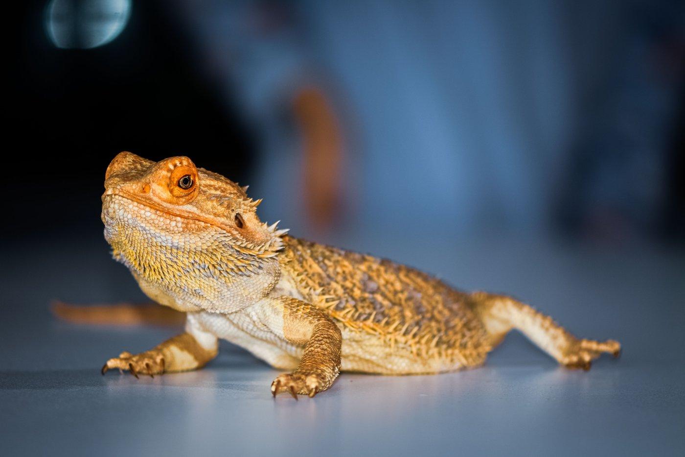Nassau Reptile Expo