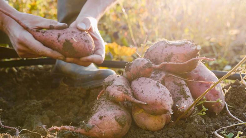 Sweet Potato Harvest at Sylvester Manor
