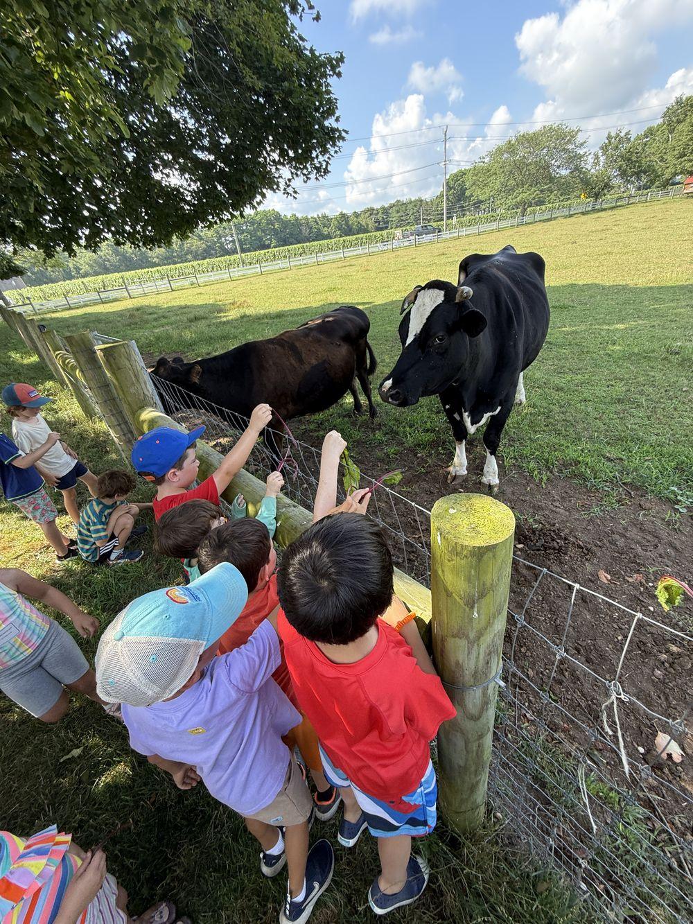 Hallockville Farm Camp