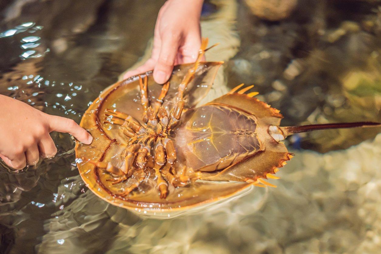 Turtleback Summer Program
